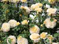 Роза марк-антуан шарпантье, гийо