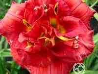 Лилейник роуз корсаж