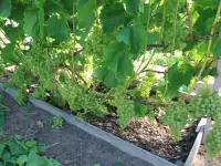 Продам саженцы винограда, фотография 5