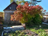 Дача в ст Борки, 6,7соток