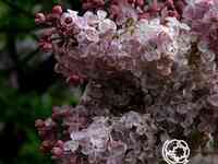 Сирень мулатка