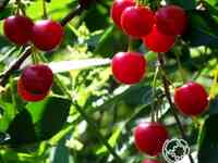 Вишня нижнекамская