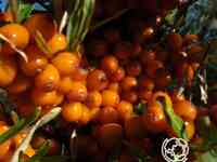 Облепиха Университетская