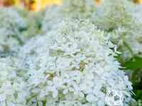 Гортензия роял фловер