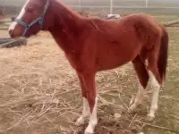 табун породистых лошадей, фотография 4