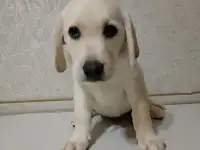 Щенки Лабрадор ретривер, фотография 7