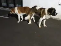 Продам щенка девочку чисто кровная, с документами привитая, Московская сторожевая, фотография 3