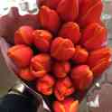 Голландские тюльпаны 10 лучших сортов,оптом и в розницу !, фотография 10