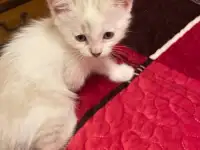 Отдам котят в хорошие руки, фотография 2