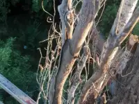 Спил деревьев по городу Алматы и Алматинской области, фотография 12