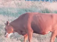 Продаю 2х годовалую тёлку., фотография 3