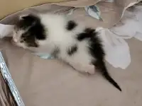 Котенок в добрые руки, фотография 2