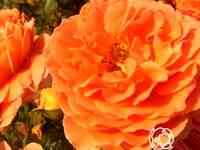 Роза оранж мейлав/адобе санрайз, мейян