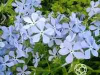 Флокс растопыренный Клаудз оф Парфюм