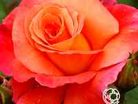 Роза фрайзингер моргенрёте кустарниковая, топалович