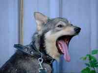 Отдам собаку, фотография 7