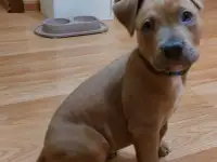 Щенок Амстаффа 2 месяца,мальчик, фотография 4