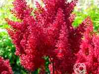 Астильба японская Монтгомери