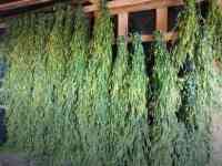 Дубовые веники, фотография 4