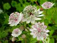 Астранция флоренц