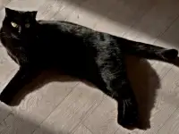 Отдадим шотландскую вислоухою кошку бесплатно, фотография 4