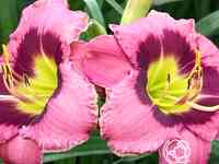 Лилейник олвэйс автенун