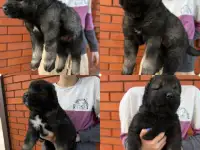 Щенки Кавказкой овчарки, фотография 3