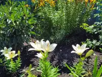 Продам дачу. Садоводческое товарищество Борки, фотография 10