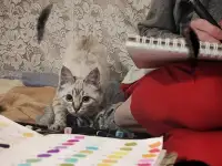 Отдам в добрые руки, фотография 2