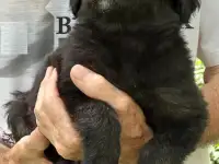 Английский спрингер-спаниель ---ЩЕНКИ!!, фотография 2