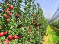 Антиградовая сетка для яблок, винограда и других культур