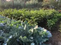 Продам дачу на Первомайских прудах (Ардагер-Ветеран), фотография 9