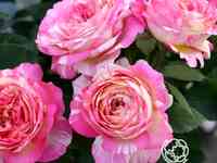 Роза марк шагал, дельбар