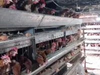 Оборудование для содержания кур несушек, фотография 2