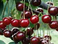 Вишня волочаевская