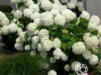 Гортензия анабель