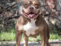 Американский булли, фотография 6