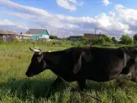 Продается корова!, фотография 2