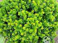 Барбарис кобольд