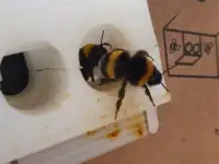 Шмелиная семья БиоИнновации Стандарт. Для опыления растений., фотография 8