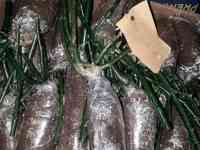 Саженец розы (мини). Сербия, фотография 3