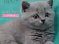 Британские котята, фотография 4