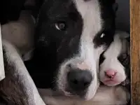 Щенки Тобет САО и Питбуль, фотография 5