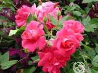 Роза капитан самуэль холланд канадская парковая к/с