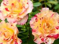 Роза камиль писсарро флорибунда, дельбар