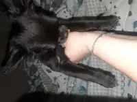 Чихуа щенок девочка, фотография 2