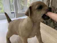 Чистопородные щенки чихуахуа, фотография 2