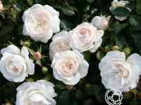 Роза Цитадель почвопокровная