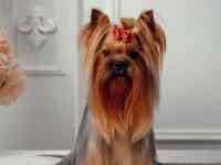 Щенки Йоркширского терьера, фотография 6