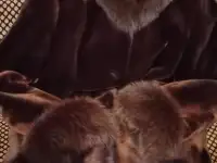 Продажа одежды бу, фотография 3